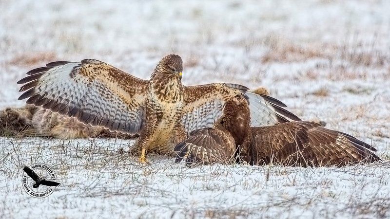 канюк, buteo buteo, common buzzard А так? Убедительно? фото превью