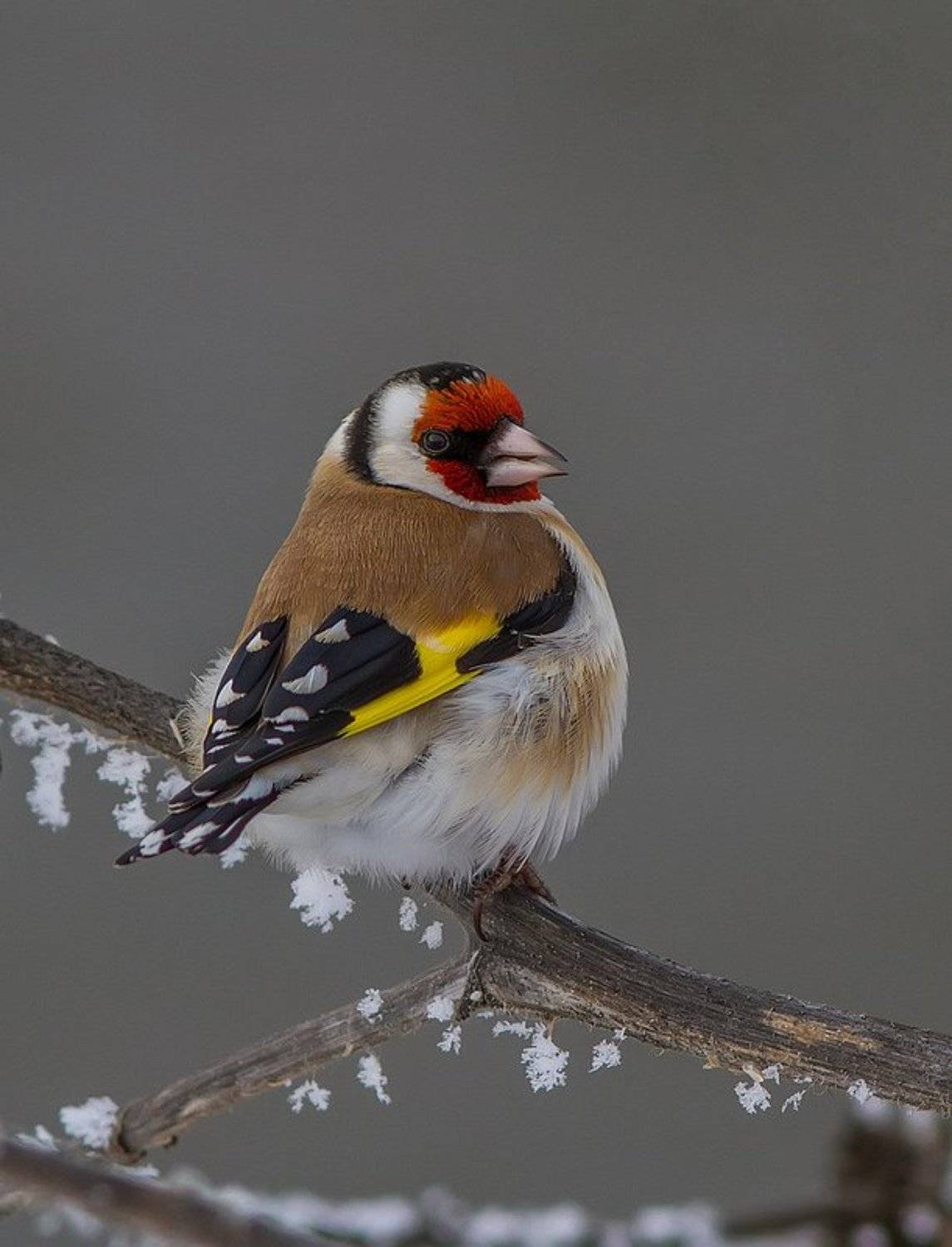 Щегол, птицы, Тесленко Игорь