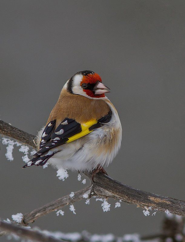 Щегол, птицы Щегол-самочка фото превью