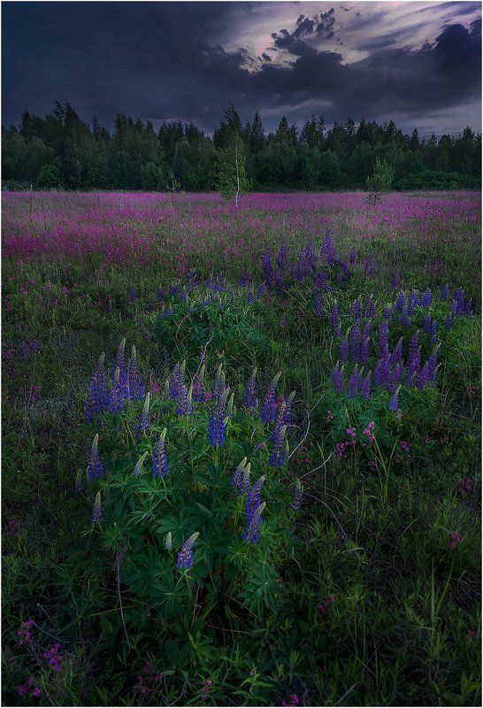 Sony, Гроза, Пейзаж, Поле, Природа, Россия, Рязанская область, Тучи, Цветы Перед бурей... фото превью