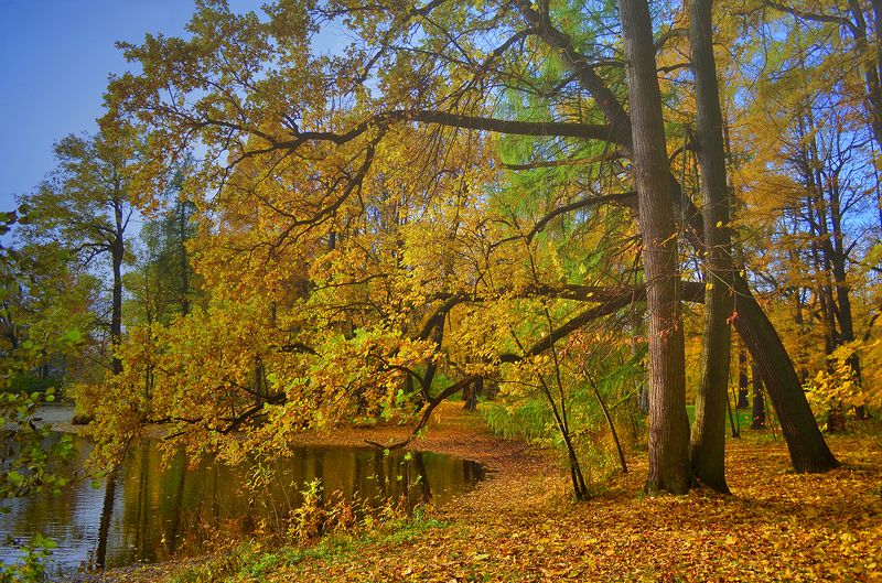 Золото осени фото превью