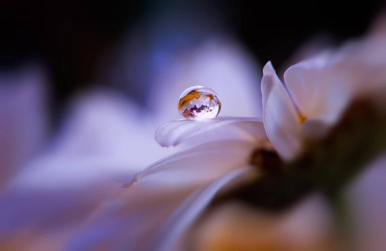 , Владимир Князев