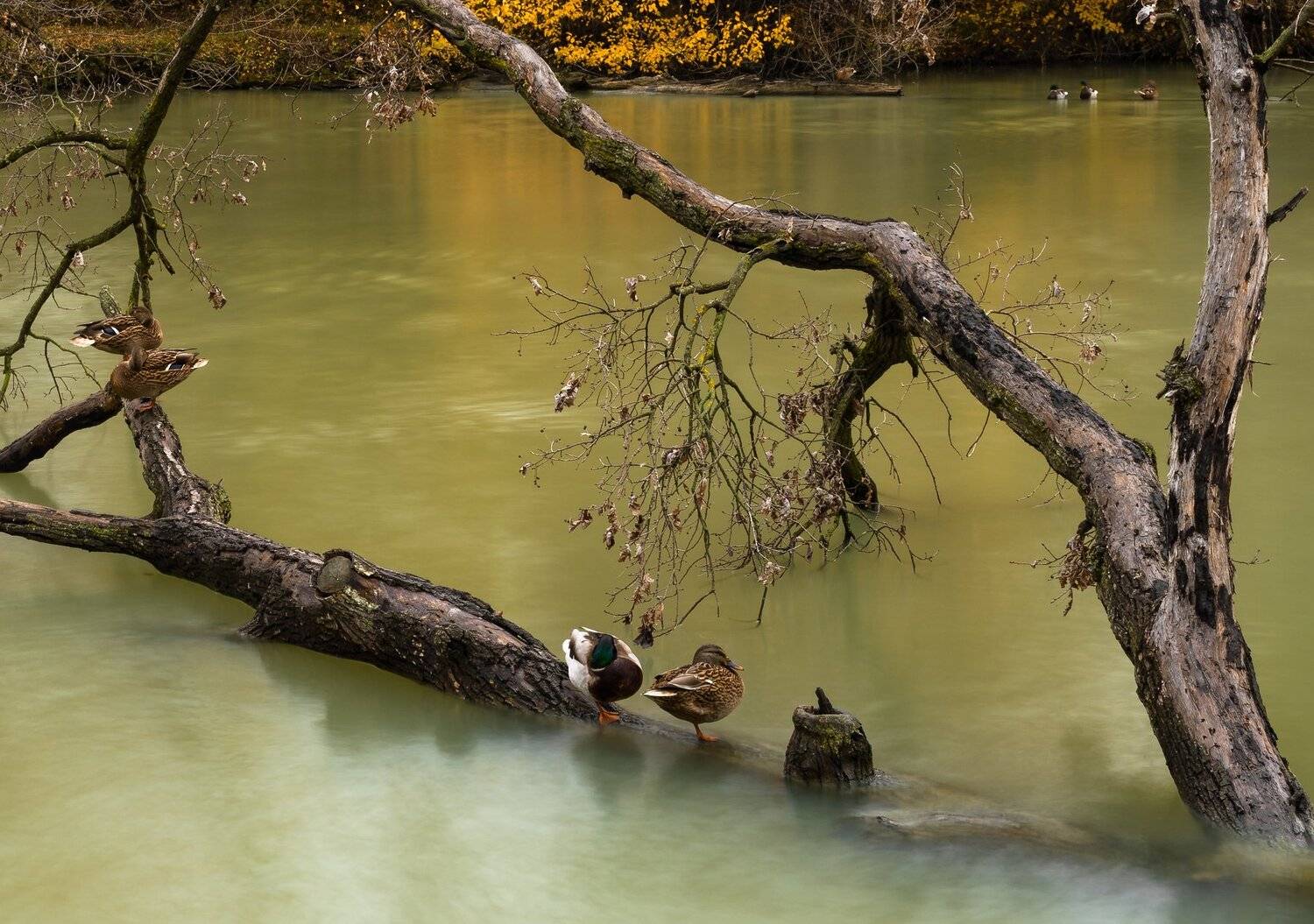 , Alexander Plekhanov