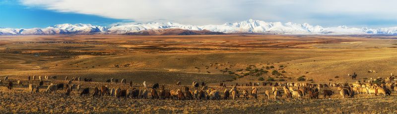 Алтай, Животные, Панорама, Природа пейзаж, Сибирь, Степь Шеренга фото превью
