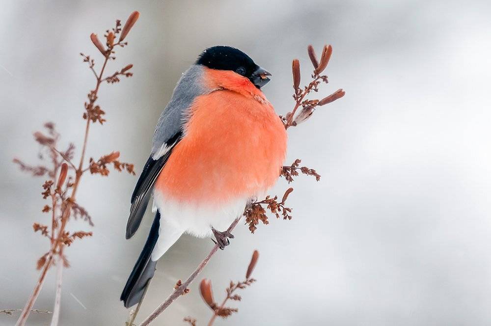 , Александр Абросимов