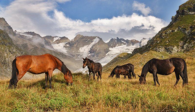 Горный выпас фото превью