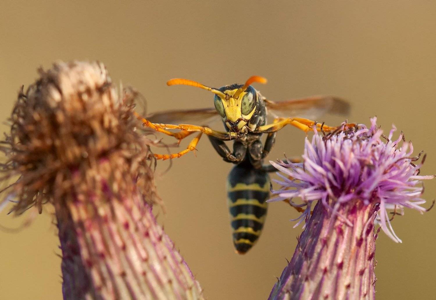 Насекомое, Оса, Цветок, Олег Тыркин