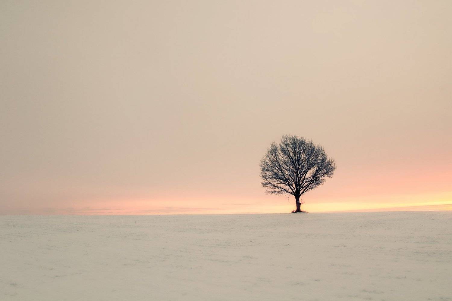 Minimal, One, Sunrise, Tree, Winter, Zenonas Mockus