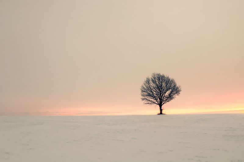 Minimal, One, Sunrise, Tree, Winter Cold evening фото превью