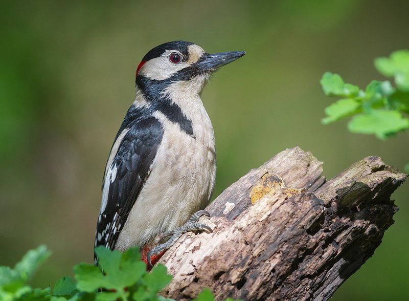 дятел, большой пестрый дятел, птицы, дикая природа, woodpecker, bird, wildlife, great spotted woodpecker Чертик из табакерки фото превью