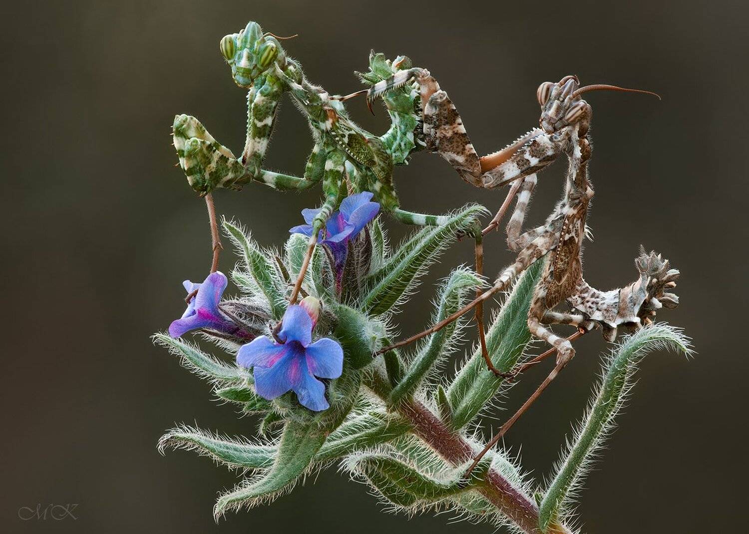 Blepharopsis mendica, Miron Karlinsky