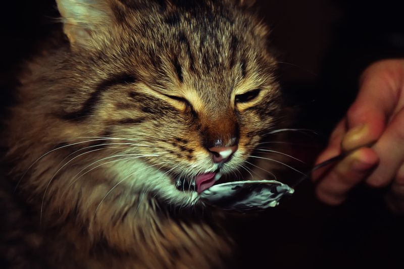 Сметана то вкусная фото превью