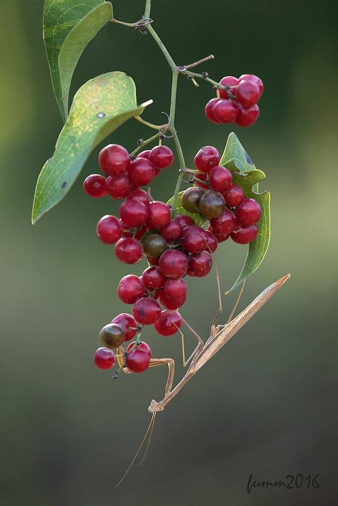 , Игорь ФУММ