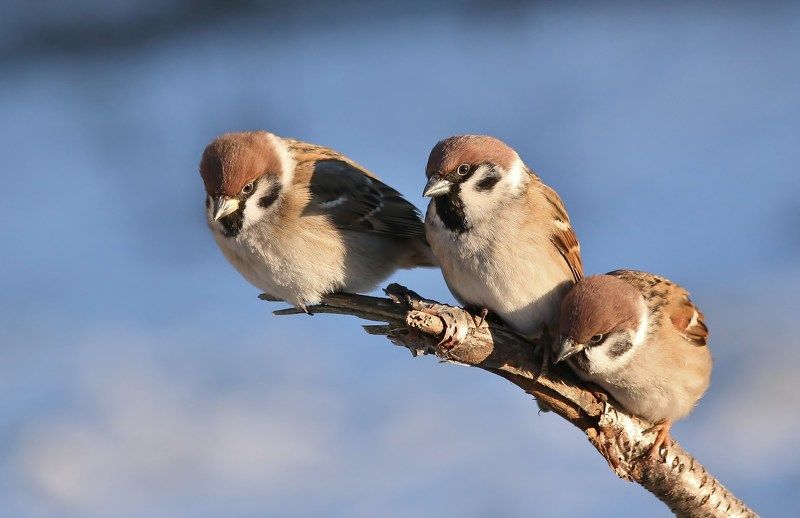 *** фото превью