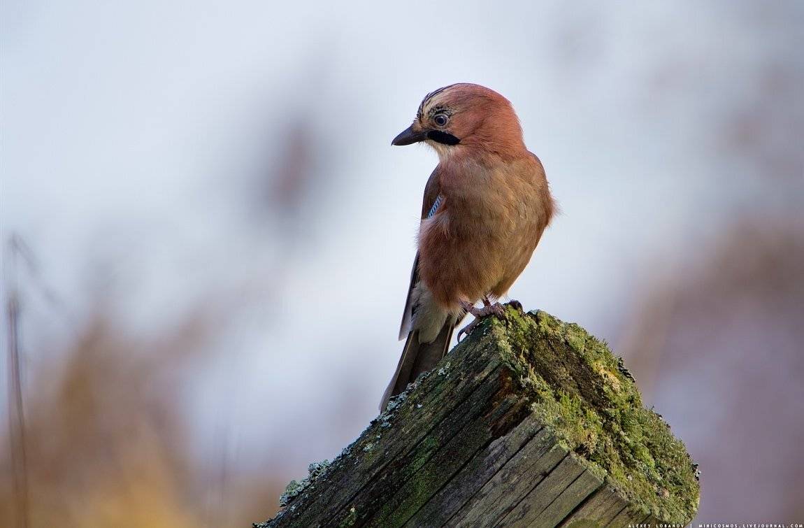, Алексей Лобанов