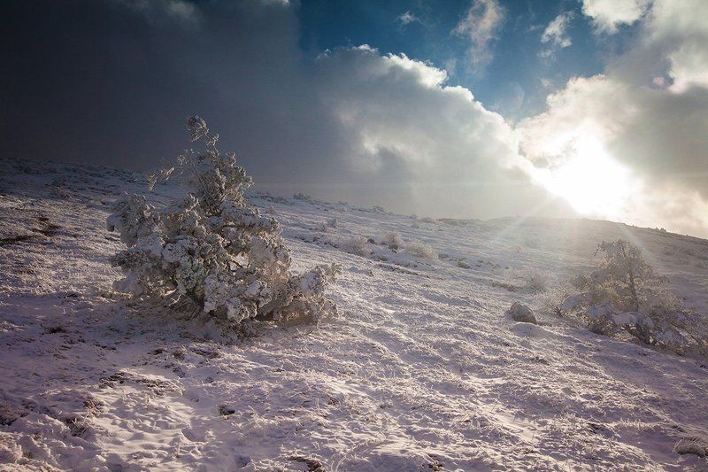 Деревца фото превью