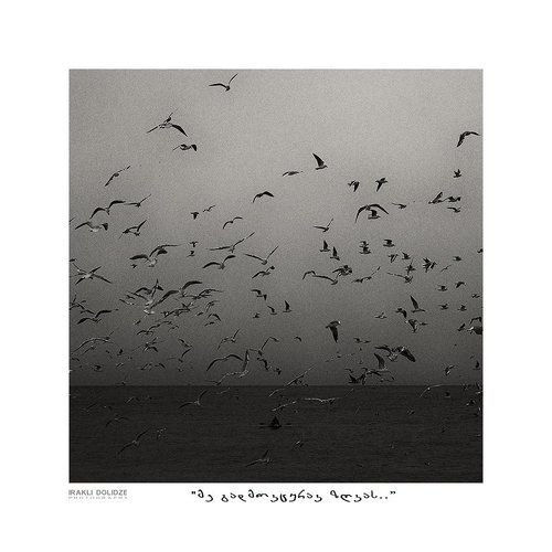 Sea-gull