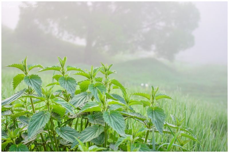 лето, природа, туман, утро, fog, morning, dawn, dew, droplets, landscape, summer, seasons туман фото превью