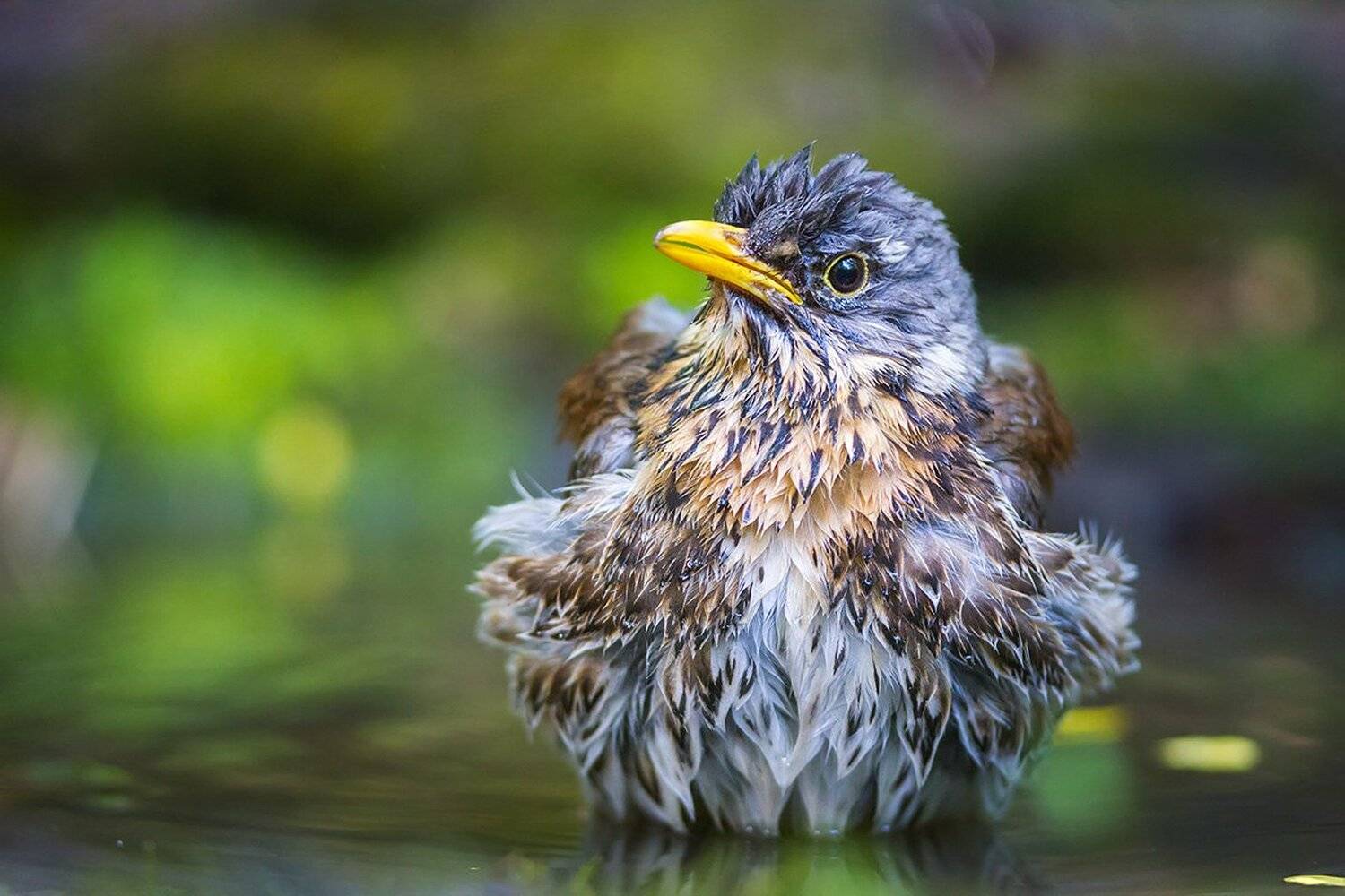 рябинник, дрозд, птицы, дикая природа, водопой, fieldfare, bird, wildlife, Голубев Дмитрий