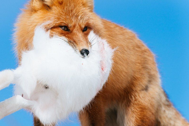 Дикий мир, Чукотка *** фото превью