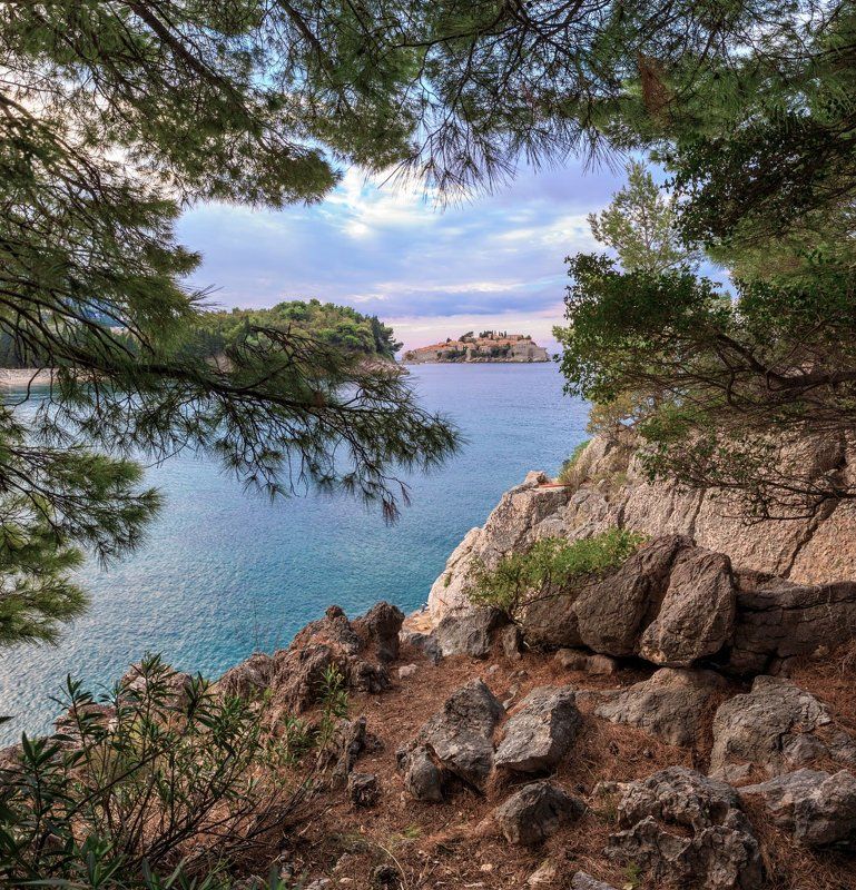 черногория, сосны, скалы, камни, море Вид на остров Свети-Стефан. Черногория. фото превью