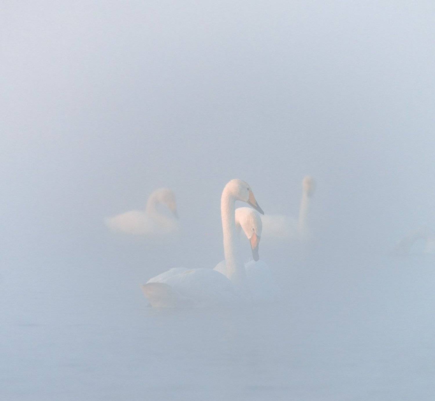 лебедь, озеро, Алтай, Урожайное, кликун, зима, туман, Дмитрий Дубиковский