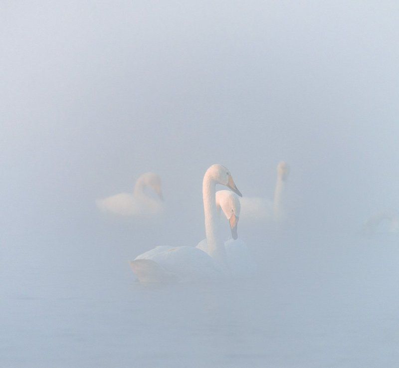 лебедь, озеро, Алтай, Урожайное, кликун, зима, туман Спокойствие фото превью