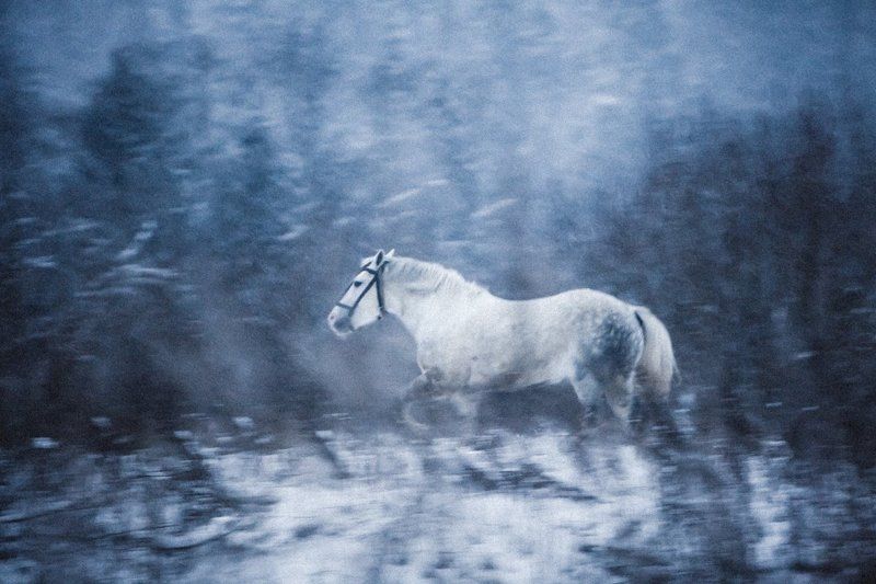 природа,пейзаж,конь,лошадь,лес,вечер,подмосковье,снег,зима,метель Где-то в зимнем лесу фото превью