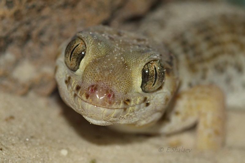 lizards, geckos,przewalski\'s wonder gecko, reptilia, teratoscincus przewalskii, геккон, рептилии, сцинковый геккон пржевальского, ящерица Улыбайтесь !!!! фото превью