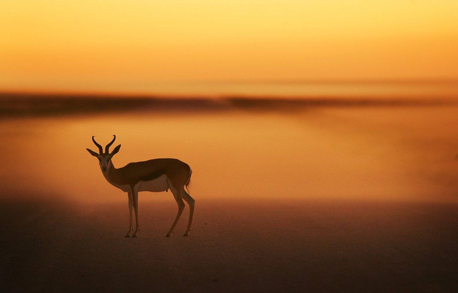 Etosha, Namibia, Nature, Sunset, Wildlife, Дикая природа, Закат, Намибия, Этоша, Алексей Бушов
