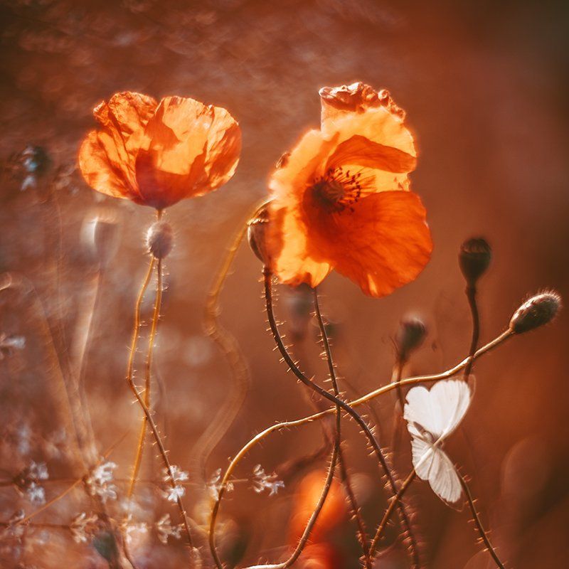 Я наберу из сновидений ярких красок... фото превью