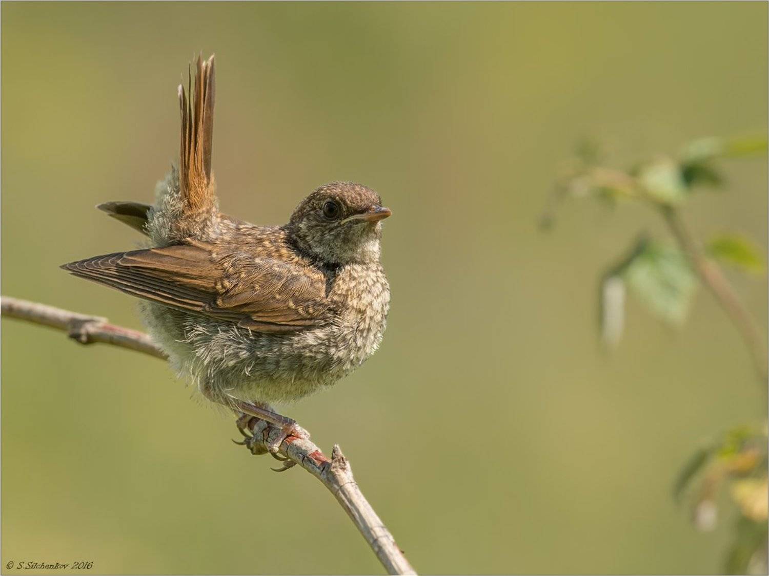 птицы, Сергей Сильченков