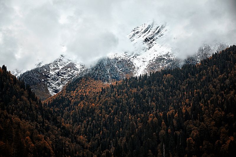 Рица фото превью