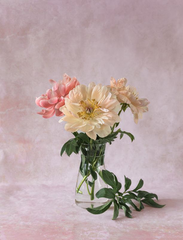 Пионы фото превью