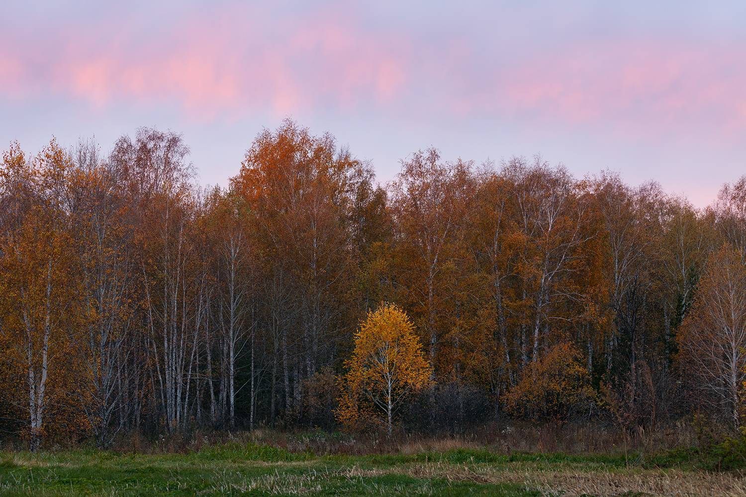 tree, forest, russia, sunrise, Медведникова Мария