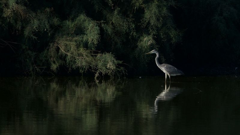 Grey heron фото превью