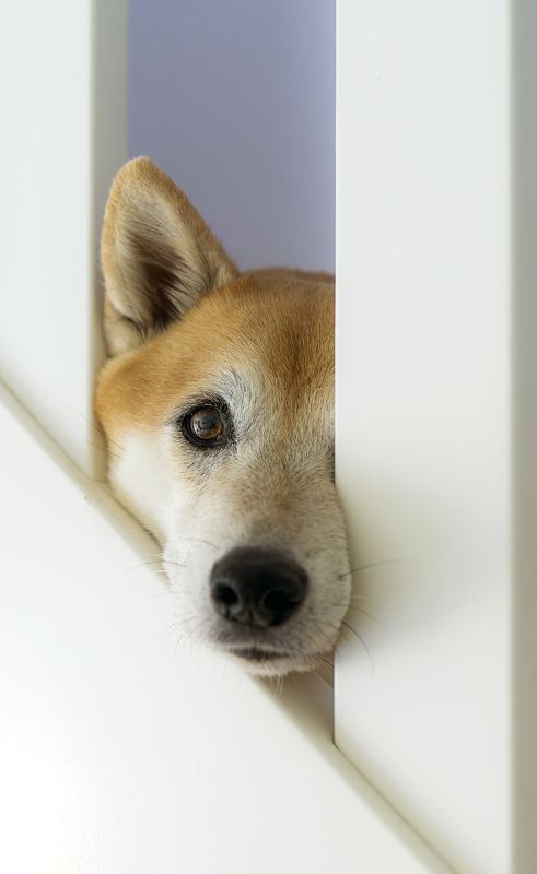 собака  А Я всё  вижу  фото превью