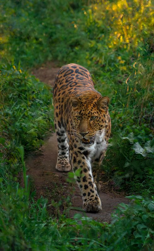 Зоопарковская компания фото превью