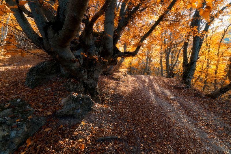 Крымская осень фото превью