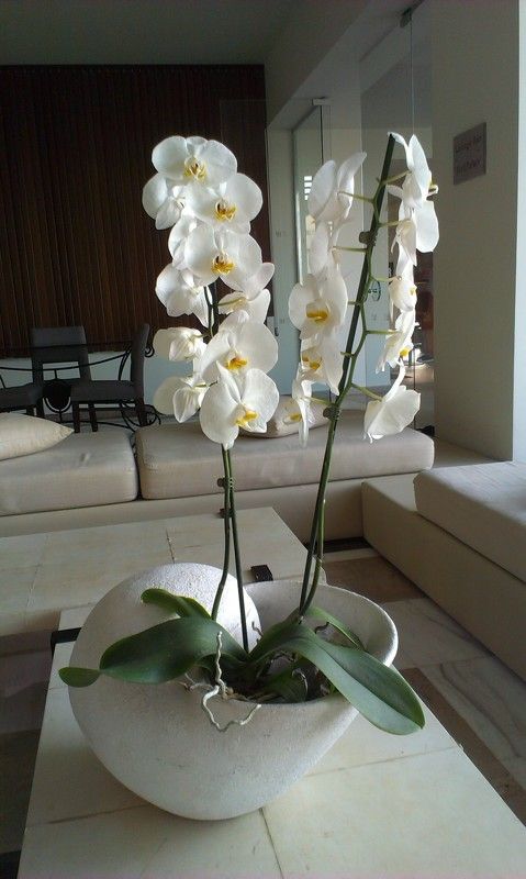 орхидея, интерьер Орхидея фото превью