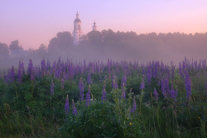 Люпиновое царство фото превью