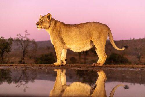 The lioness 