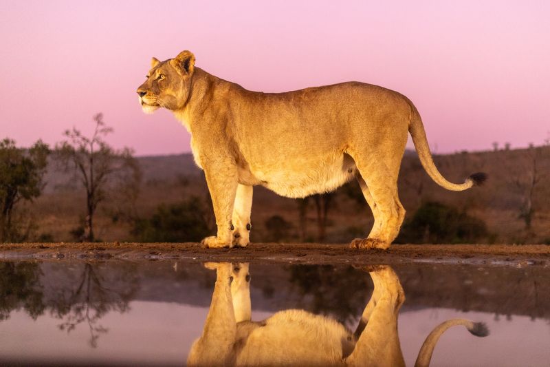 #wildlife #lioness #bigcats The lioness  фото превью