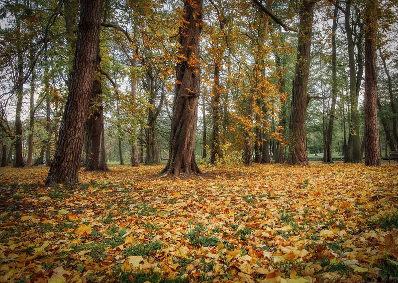 Зеленоградск. Осень в парке фото превью