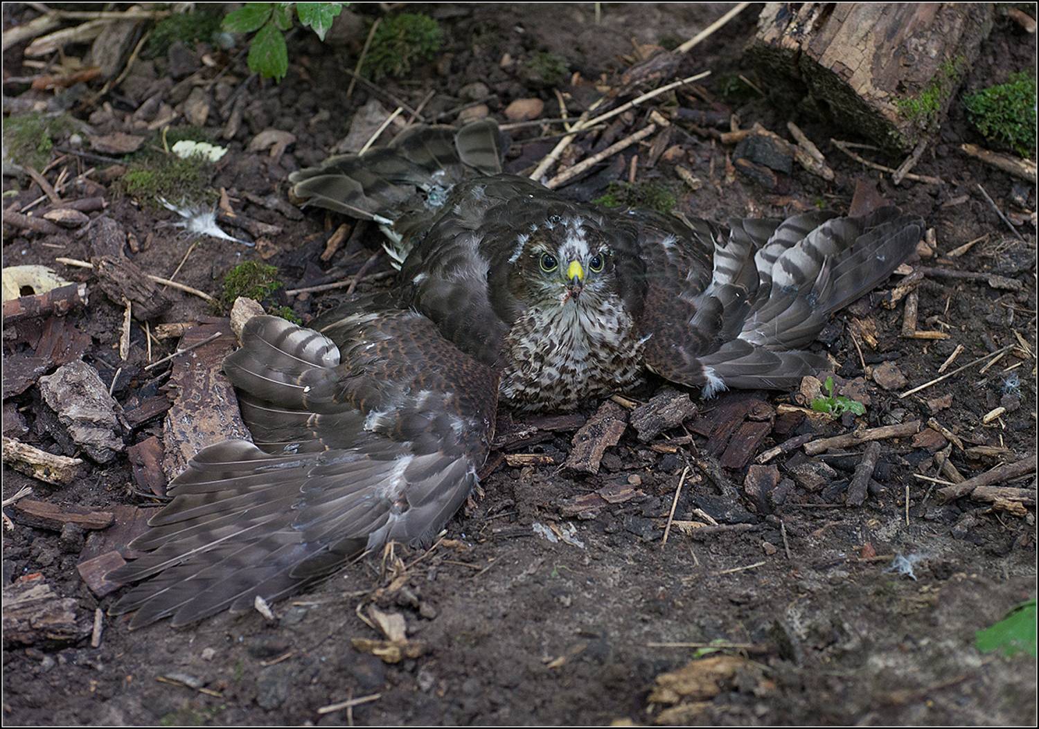 москва, парк, ястреб - перепелятник, слёток, АНАТОЛИЙ ДОВЫДЕНКО