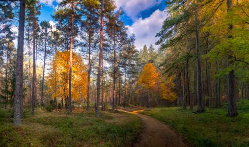 Про осень в лесу