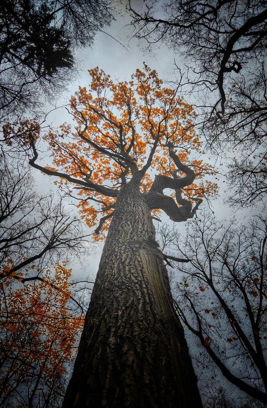 Последние листья осени фото превью