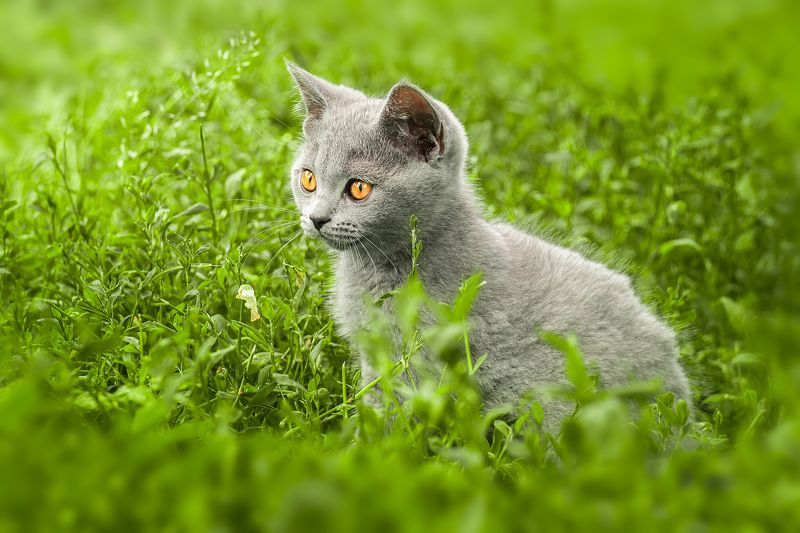 Котёнок в траве фото превью