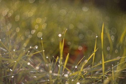 В сиянии рос осенних.