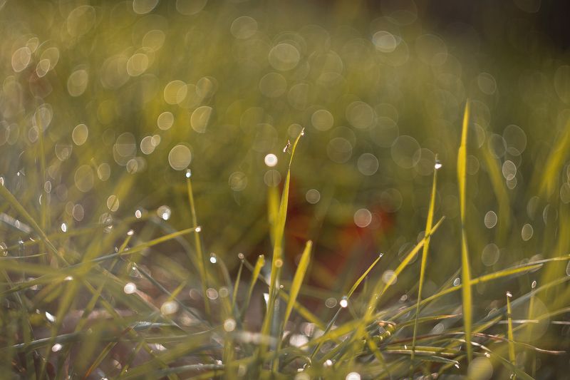 В сиянии рос осенних. фото превью